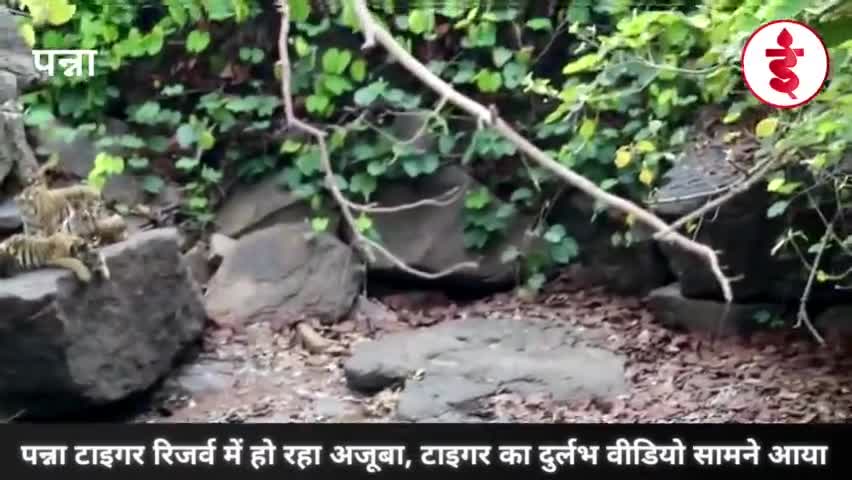 पन्ना टाइगर रिजर्व में हो रहा अजूबा, टाइगर का दुर्लभ वीडियो सामने आया #NationalTigerReseredPark #tigerviralvideo