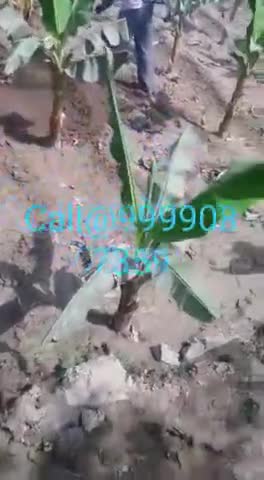 मो.-9999087359 |👉 पता- एम्. के. कृषि यंत्र,कालागढ रोड,निकट पेट्रोल पंप, #भूतपुरी, #बिजनौर, उ.प्र. |#weeder#tiller#agri