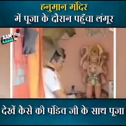 #हनुमान_मंदिर में पूजा के दौरान पहुंचा लंगूर, देखें कैसे की पंडित जी के साथ पूजा।। 
#vairal_video