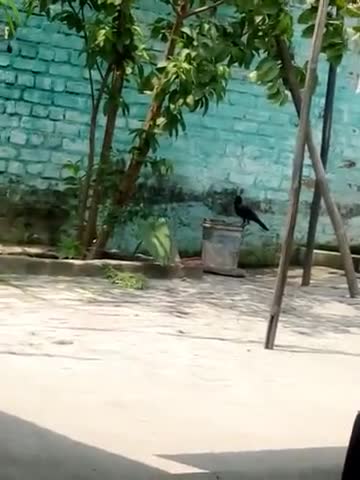 कटिहार: गर्मियों के मौसम में बाहर पानी रख दिया Kre.
#Katihar #Bihar #Bird