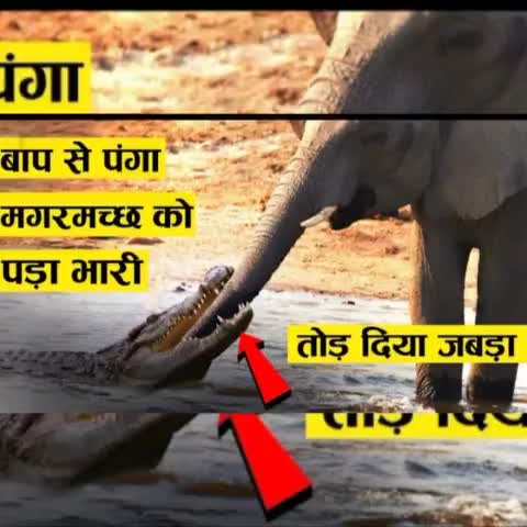 #हाथी 🐘 से पंगा #मगरमच्छ को पड़ गया भारी तोड़ दिया #जबड़ा! #Crocodile messing with #Elephant 🐘 fell heavily #jaw