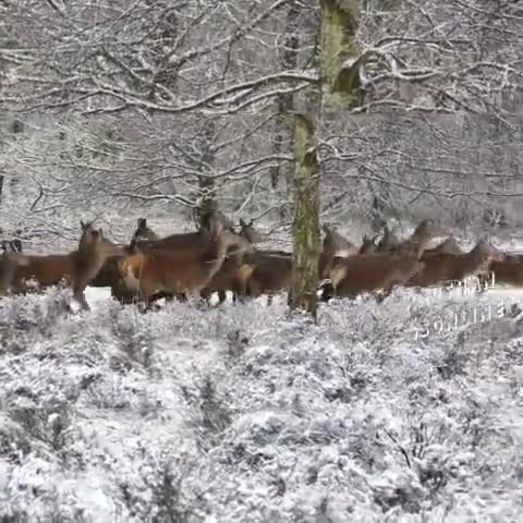 #Deer; A #group of Deers #winter || #Deer's_Voice,  #हिरण का #झुंड ठंड के मौसम में 👍