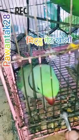हमारा मिठ्ठू राजा आप सभी की गेट खोलकर दिखायेगा #pawantak28#rawatbhata#Parrot lover