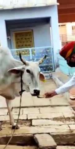 रजलानी भोपालगढ़ सरपंच #पारस_गुर्जर कोरोना हेल्प ग्रुप भोपालगढ़ गायों के लिए 1100 रोटी बना कर खिलाया