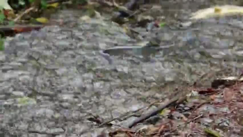 कैसे तैर रहा है मछली पानी में 🐟🐟🦈🐋🐬
#fish #water #indiatoday 
#sintusharma87