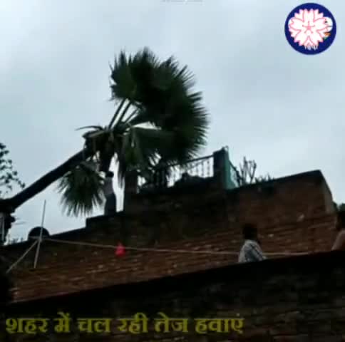 नालंदा में दिख रहा 'यास' का असर, घर पर ही गिरा पेड़। #nalanda #bihar #yaascyclone #cycloneyaas #cyclone #yaas