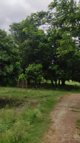 ##जंदाहा के कई इलाकों में दिखा चक्रवाती तुफानो का कहर।