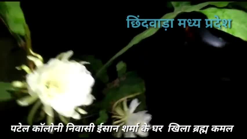 पटेल कॉलोनी निवासी ईशांत शर्मा के घर खिला  ब्रह्म कमल#madhypradeshnews