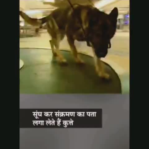 #मिनटों में ही #Corona_Test का पता लगा लेते हैं #स्निफर_डॉग्स #SnifferDogs अब #कोरॉना_जांच हुआ आसान कुछ देशों में...