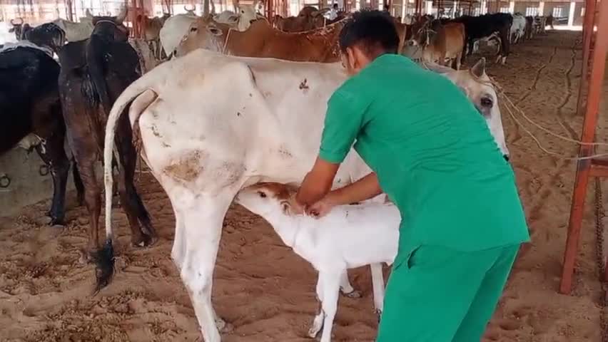 #भोपालगढ़ आवारा गाय की बिगड़ी तबियत प्राथमिक उपचार कराने के बाद नागौर गौशाला पहुंचाया जोधाणा यूथ फाउंडेशन टीम द्वारा
