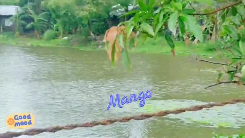 #My_Village #benipur 
#Benipur_Darbhanga_Bihar