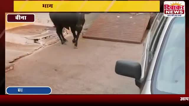बीना।भाग गया बिल्ला..पकड़ा गया रंगा वार्ड में था रंगा बिल्ला का आतंक 
#diwakar #news 
#happuchourasiyahappu