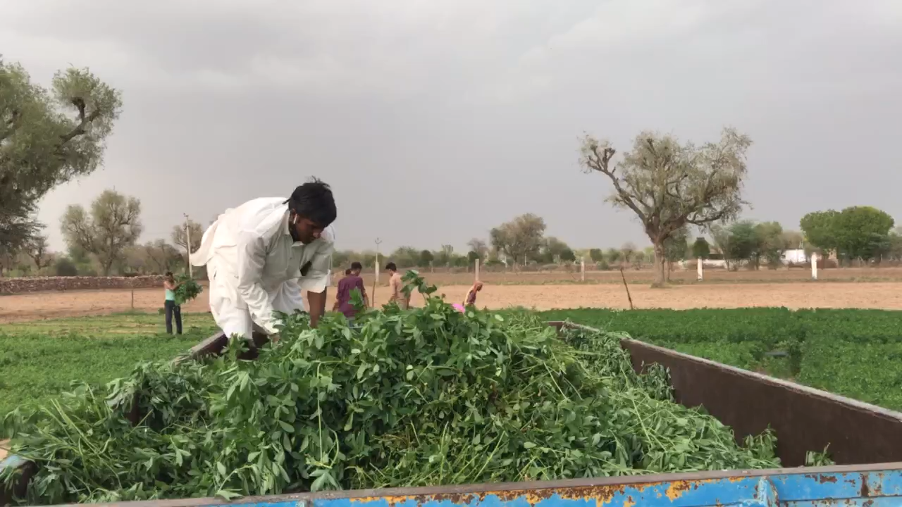 आवारा गायों के लिए हरा चारा डालने की मुहिम हमारे ग्रूप द्धारा पिछले एक माह से निरंतर जारी है।
 #भोपालगढ़