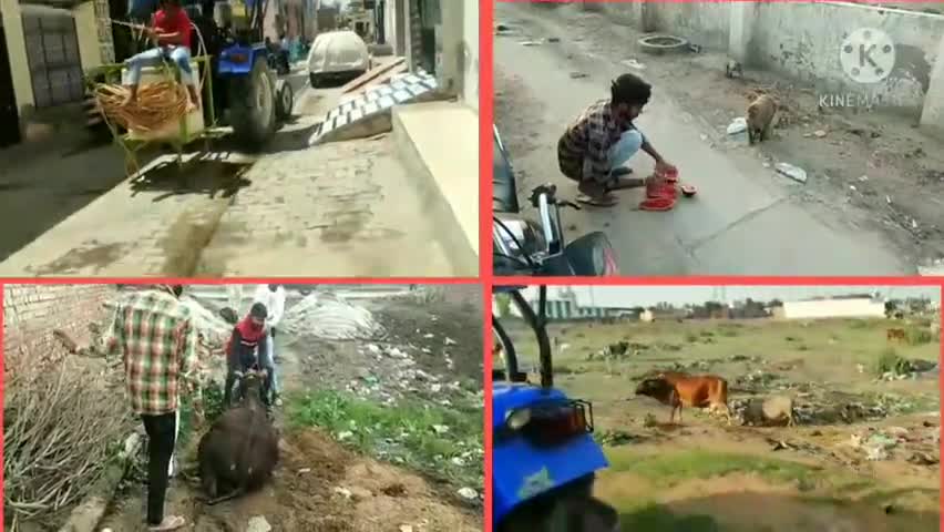 नवजोत सिंह ढिल्लों जिला फतेहाबाद की #टीम #सैनिटाइजर का छिड़काव वानर महाराज के लिए #सेवा गौवश के लिए चारा और उनका उपचार