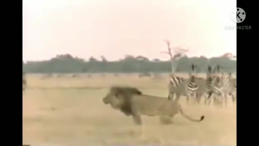 Lion attitude 2021🦁/lion king/lion attitude whatsapp status 2021🦁#shorts🦁#GlobalViewers