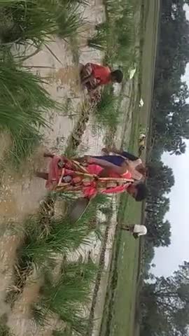 हिलसा: #हिलसा (अरपा)  मखदुमपुर में 2 एकड़   
प्याज की खेत पानी में डूब गई #बिहार सरकार  जो छति हुई है जो पूरी करे
