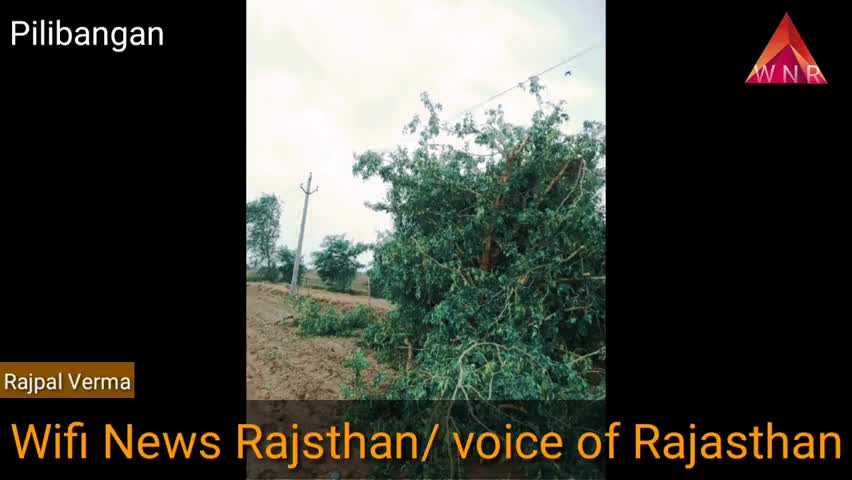 पीलीबंगा: #pilibangan #WiFi news Rajasthan पीलीबंगा में बारिश व‌ ओलों की वजह से भारी नुकसान/ कई जगहों पर बिजली के पोल वह पेड़ गिरे