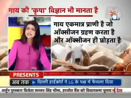 #गाय_की #कृपा #विज्ञान_भी_मानता_है 
#जय_गौ_माता🙏 #aajtaknews24