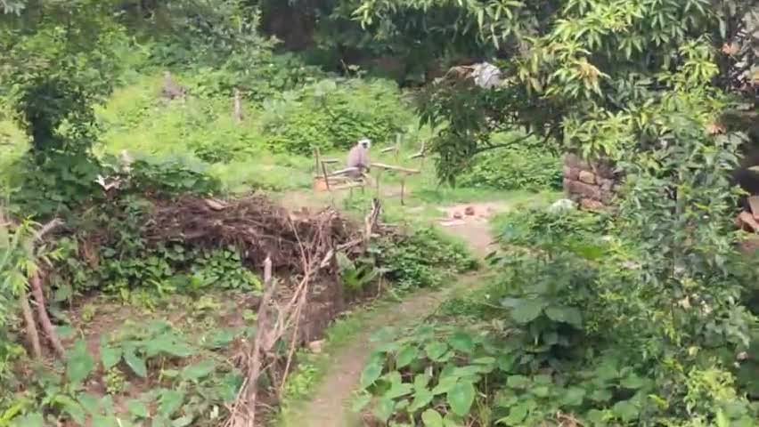 सुंदर नगर: लंगूरों और बंदरों के आंतक से बहोत वासी परेशान (bahot , slabkot) #sundernagar  #sdm_sundernagar