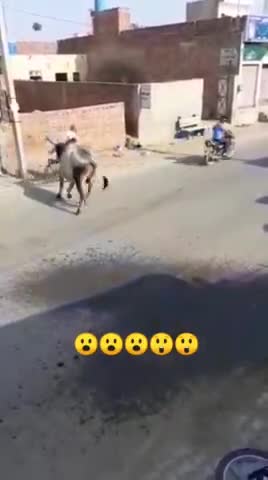 सड़क पर घूम रहे आवारा जानवर ने बाइक सवार युवक को उठक पटक के मारा युवक हुआ मूर्छित #aajnewjdekhakya #news_update