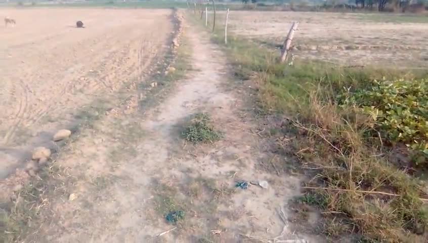 दबंग ने दबंगई के चलते जोता सरकारी चकरोड वीडियो वायरल #दबंग #भूमाफिया