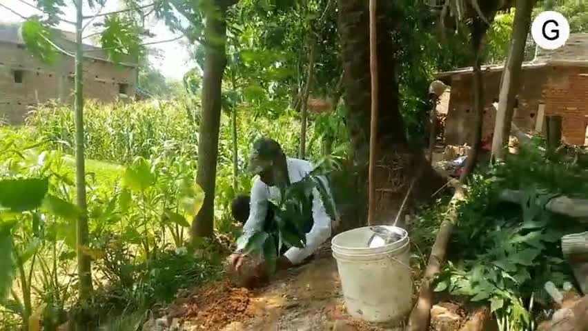 सिरदला: सिरदला प्रखंड के NYV गुड्डू कुमार ने पेड़ लगाकर मनाया 5 जून विश्व पर्यावरण दिवस।#पर्यावरण#वृक्ष#जागरूक#2021#