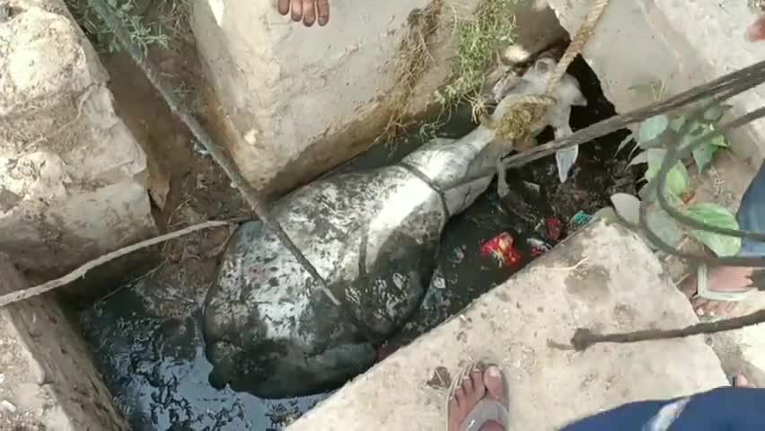गाय को नाले से निकाला बाहर ।#प्रशासन से मांग की है जल्दी नाले को किया जाए बंद ।किसी #आमआदमी की भी जा सकती है जान