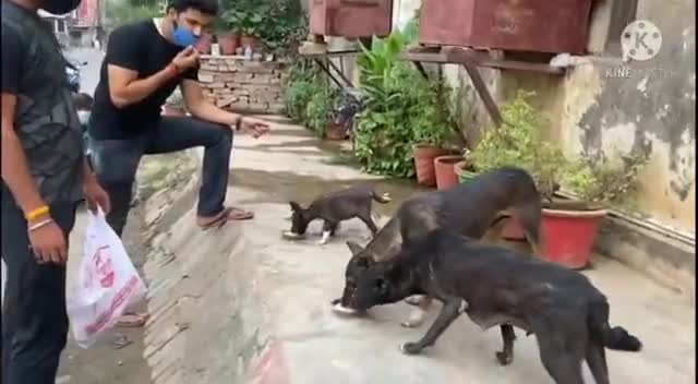 ग्वालियर गिर्द: सेवा कार्ये निरंतर जारी है। #gwalior #sewafoundation #madhyapradesh #india #savecountry #saveaimals #save #dogs #animals