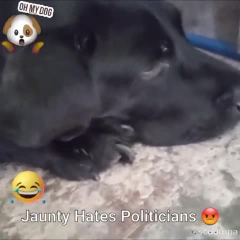 #comedyvideo JAUNTY मनुष्य के वफादार न होने पर उदास 🤣🤣🤣