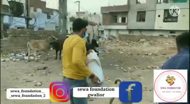 ग्वालियर गिर्द: सेवा कार्ये निरंतर जारी है। #gwalior #sewafoundation #madhyapradesh #india #savecountry #save #dogs #animals #cows