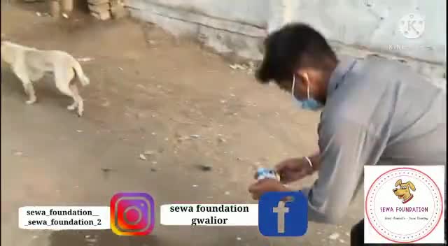 ग्वालियर गिर्द: सेवा कार्ये निरंतर जारी है। #gwalior #sewafoundation #madhyapradesh #india #savecountry #save #dogs #animals #cows #help