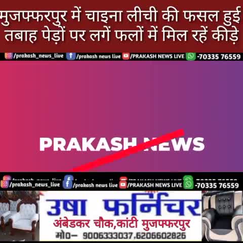 #कांटी में चाइना litchi की फसल हुई तबाह पेड़ों पर लगें फलों में मिल रहें कीड़े बढ़ रहे परेशानी