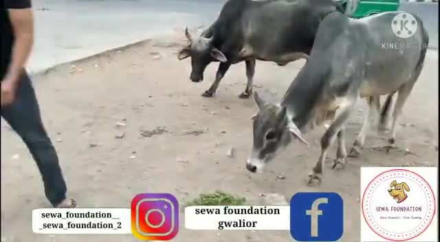 ग्वालियर गिर्द: सेवा कार्ये निरंतर जारी है। #gwalior #sewafoundation #madhyapradesh #india #savecountry #save #dogs #animals #cows #help