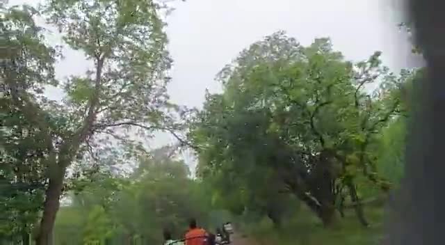 #बांधवगढ़ नेशनल #पार्क मे आज #र्पयटक यात्रियों ने भेजे मनमहोक रमणीक दृश्यों के साथ सुखद अनुभूति पल