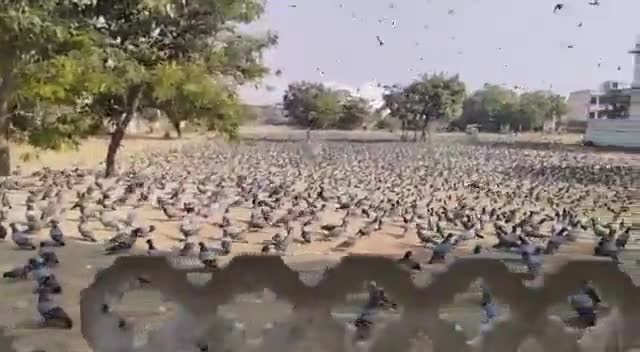 ब्यावर का जैन मंदिर,आमन्त्रित करोगे तो ही पक्षी दाना चुगने आते है वरना दिनभर प्रतीक्षा में रहते है
#oplive #byavar