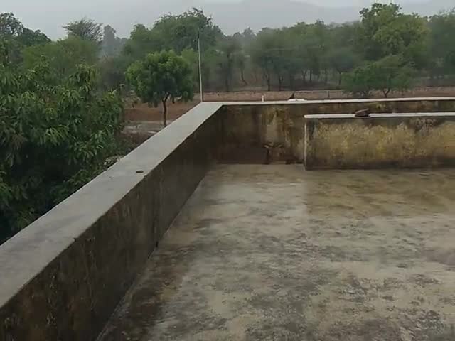 सिकराय: आज सिकराय तहसील के कालाखो अम्बाड़ी तेज बरसात हो रही है। #Mansun