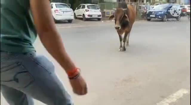 ग्वालियर गिर्द: सेवा कार्ये निरंतर जारी है। #gwalior #sewafoundation #madhyapradesh #india #savecountry #save #dogs #animals #cows #help