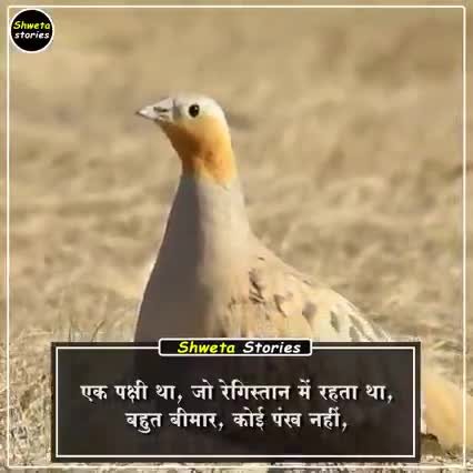 🍊दोस्तों रेगिस्तान के एक बीमार पक्षी की कहानी सुनो🍊#व्हाट्सएपपरमिलावीडियो #अशोकअरोड़ाझिलमिल #अंदाजकुछहटके🍎🍎