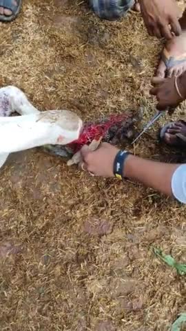 #सड़क_दुर्घटना में बुरी तरह से #घायल...##गाय_माता को उचित #उपचार के लिए कल सुरभि गौशाला (गोवर्धन) पहुंचाया... 🙏🙏🙏