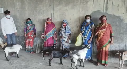 AIF handed over goats to 5 women from #Pothia  who have lost their husband to #covid_19  under #livelihood support