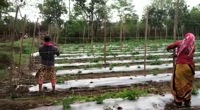 #करेली की बंधाई चालू है दोस्तो
#irrigation
#bhatapara #villagelife #farming #vegetable#bitterground #chhattishgarh