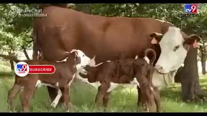 सत्य या अफवाह? कोवैक्सीन में मिला है बछड़े का सीरम... कांग्रेस का दावा..
#covaxin #corona #congess #BJP #INDIA
