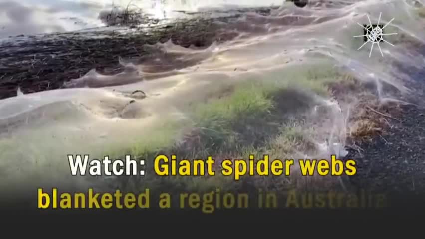 World News: Australia में बिछा मकड़ी के जाले का विशाल चादर, #video #viral
#australia
#india
#public #news #spider #news