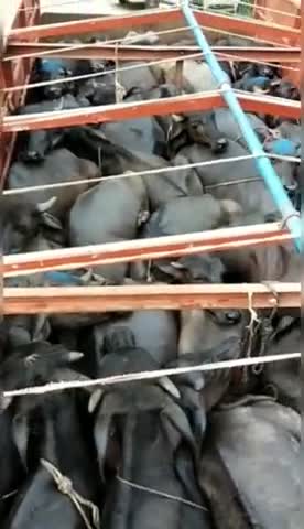 भारतीय गौ रक्षा दल के कार्यकर्ताओं ने गाय,भैंस से भरी हुई ट्रक को पकड़ कर पुलिस के हवाले किया। #BGRD #Breking
