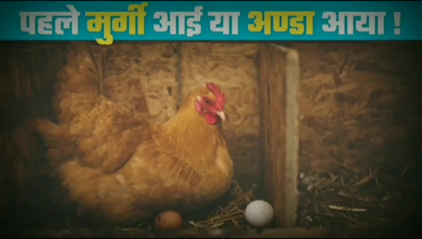 मुर्गी पहले आई या अण्डा #fun #b2walagyan #b2vikash #love #funny #knowledge #news #anda
