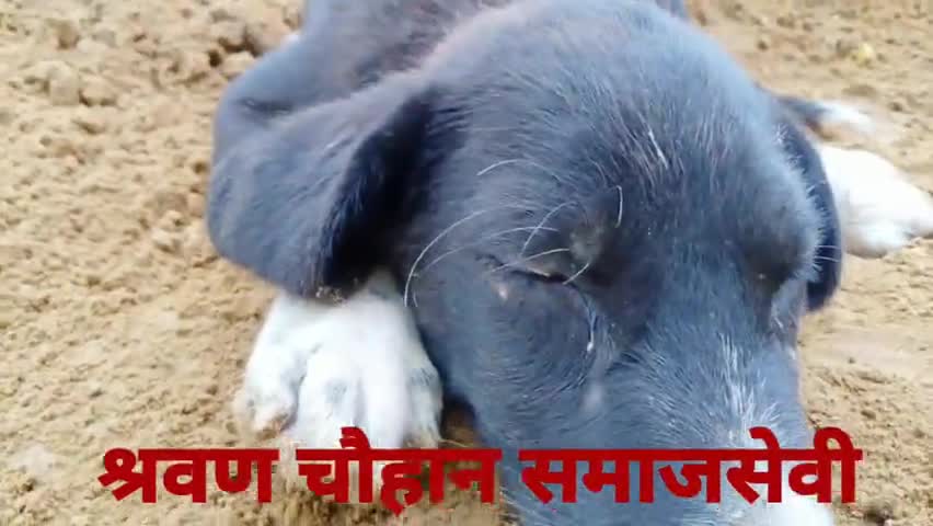 #बेजुबा की *असली #कहानी* मेरी #जुबानी देखिए जरूर, 
 #श्रवण_चौहान
प्लीज #फॉलो करें