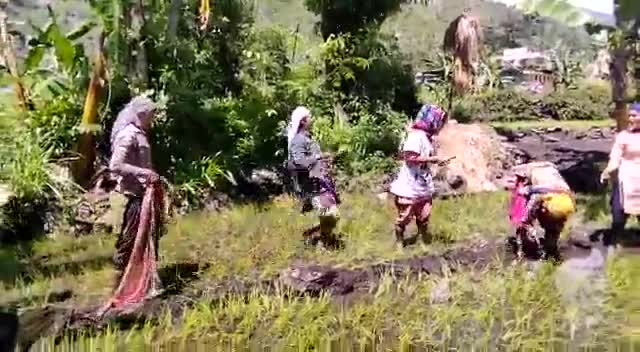 बरसात के मौसम में 
हल्की हल्की बारिश के बीच सूरज की किरण दिखी ग्रामवासियों ने खूब उठाया मौसम का लुफ्त
#रोपाई
#खेतभराढ़