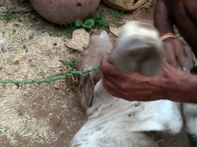 खनियाधाना: ग्राम पंचायत देव खो तेंदुए के हमले से दो बछड़े मृत एक ले गया एक पढ़ा रहा मकान के अंदर
#सतीश कुमार  दुबे देव खो