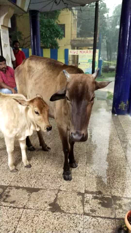 थोड़ी सी बारिश ने #कोरबा का हाल किया बेहाल #सड़कें हुईं #जलमग्न