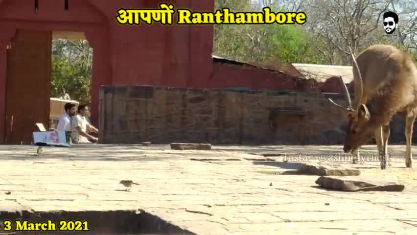 #Ranthambhore #Ganesh धाम पर सांभर का विचारण, वीडियो मार्च 2021 का है..
#iamashu #Sanbhar #viral #viralvideos #publicapp